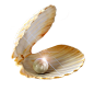 贝壳-珍珠