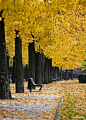 一叶知秋色：在唯美的世界中漫步【秋天的风，秋天的叶，秋天的色调，秋天的阳光，构成了一幅绝妙的秋景图。在这样一个唯美的世界中漫步，是多么美好的一件事。】