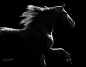 Silhouette of a stallion. by Ida Kehoe on 500px