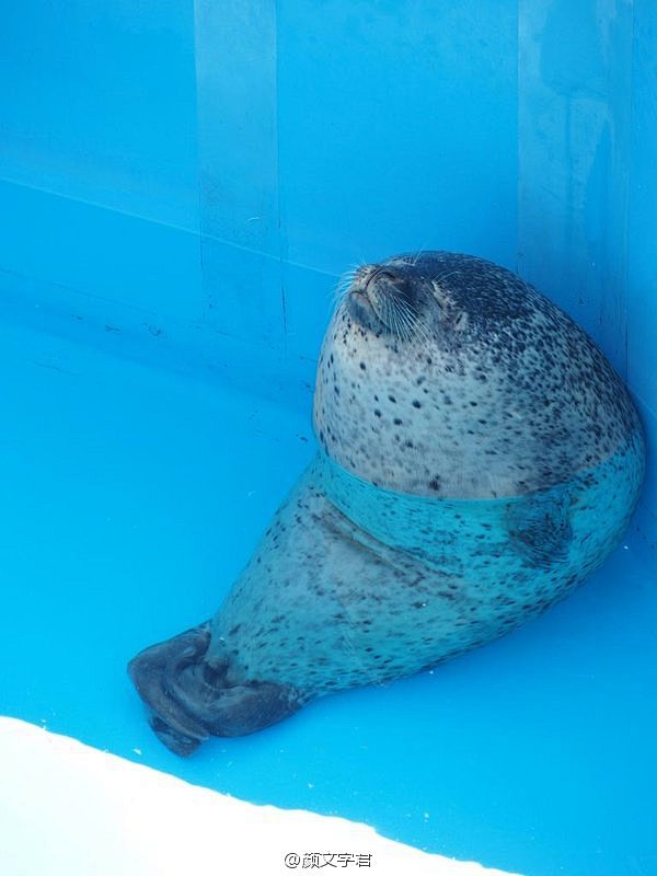 推主スカイまま今天去水族馆玩的时候，拍看...