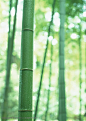 竹林风景-带着露水的竹竿高清桌面图片素材