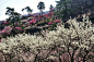 Photograph ☆ Dream's Plum garden -2 by Ken Ohsawa on 500px