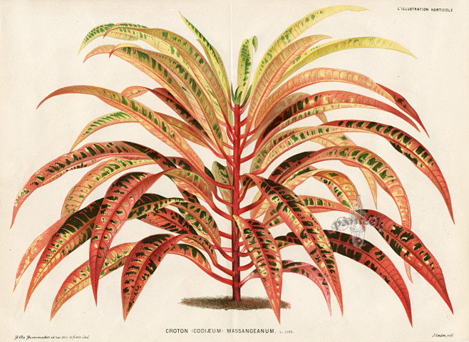 Botanical Prints by ...