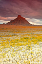 美国犹他州，沙漠里的美丽花海。沙漠很残酷，可仍然有鲜花绽放的地方。