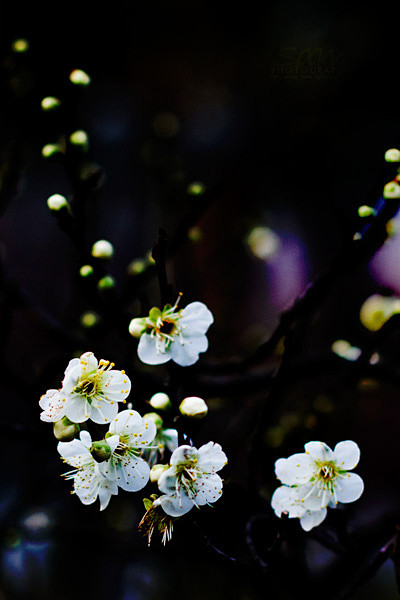 梅花的冷，是一种美，一种寂静的美。梅花的...