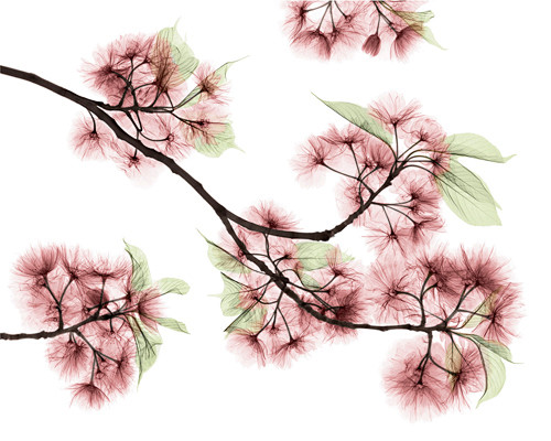 樱花 Cherry Blossoms
2...