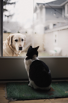 念念猫采集到猫