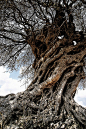 an old Olive tree - taken in Central Cyprus.