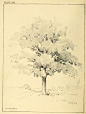 Drawing Foliage with Pencils — This is an article from an old vintage book about drawing lessons & tutorials for how to draw foliage, shrubs, and trees.Drawing Trees with Pencils