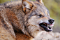 wolf_face_teeth_aggression_predator_59675_3988x2649.jpg (3988×2649)