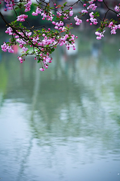 夹k猫采集到花枝