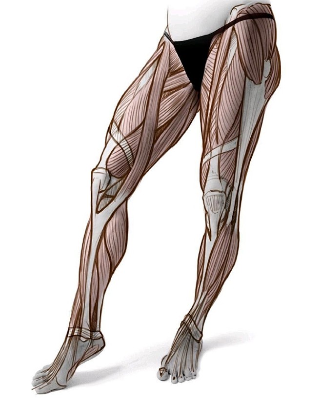 腿部肌肉结构 学习解剖时，多画肌肉结构，...