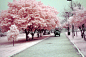 据说樱花下落的速度，是每秒五厘米。



