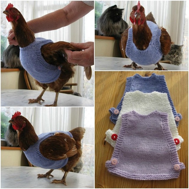 DIY Knit Chicken Jum...