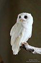 Cotton, the albino Eastern Screech Owl.