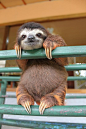 Baby Sloth 树懒