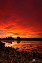 Red Sky at Night... ,A spectacular sunset over the wetland in Brazos Bend State Park in Texas.