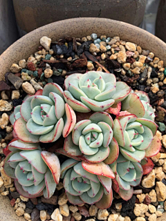 Nala-bunny采集到多肉/多浆植物Succulent plants