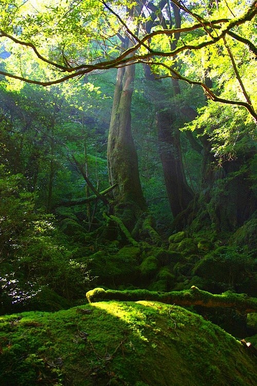 绿光森林