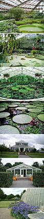 CuckooGarden：室内大棚的设计。UK, London, Waterlily House, Royal Botanic Gardens, Kew, Great Britain, Europe, England 。位于伦敦的水生植物大棚，里面的水生植物包括大型王莲，各种水生莲花，和热带猪笼草等，供游客观赏。