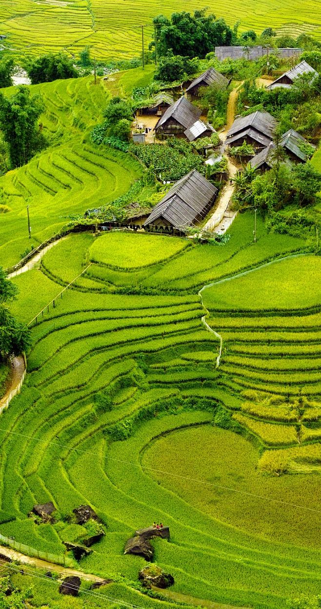 Rice fields on terra...