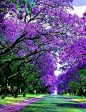 Purple Purple Purple ... Jacracanda Street, Sydney, Australia