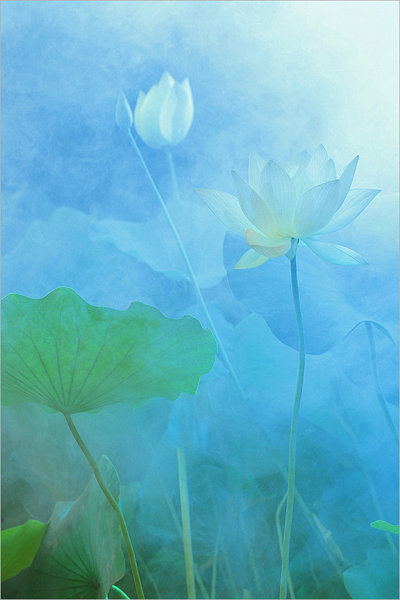 全部尺寸 | Lotus Flower ...