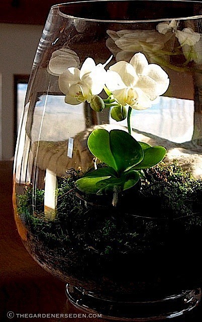 在这样大的花瓶中我依稀看的到花朵美丽的容...