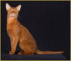 三楼半采集到尤物 —— Abyssinian 阿比西尼亚猫