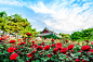 Gardens of the Rose 薔薇花園 by soojeongdong on 500px