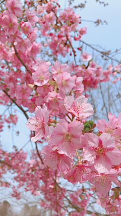 --au--采集到花卉植物