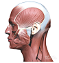 xlarge-Head-neck-Anatomy-features-445