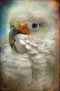 Finer Feathered Friends-Goffin Cockatoo (von alan shapiro photography)