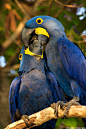 Hyacinth Macaws