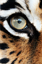 Eye of the Tiger