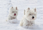 West Highland White Terriers running in the snow. #PANDORAloves #Dogs: 