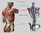 【雕塑|人体参考素材】_建模必备的人体结构参考图-躯干肌肉与骨骼结构 - Powered by Discuz!