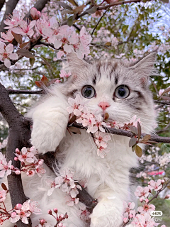 玲芝芝采集到喵星人