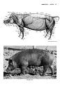 动物解剖+英文0190