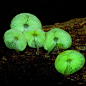 grow your own Glow-in-the Dark Mushroom kit