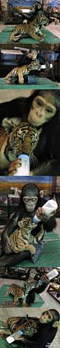 全球创意搜罗： 我们将亲眼见证人猿猩球的诞生。 摄影师拍到猩猩用奶瓶给虎仔喂奶