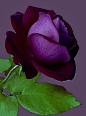 Purplerose