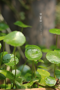 H小幸运采集到花园