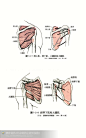 人体解剖--骨骼，肌肉很全面的套图