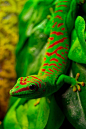 colorful gecko :) Do not like lizards as a rule but this little fellow is wearing a dapper looking suit.: 