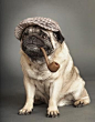 Pug with Pipe and dapper cap!: 