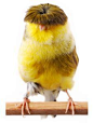 Gloster's Fancy Canary..... reminds of Moe ( Larry and Curly fame)I had one of these at one time they sing so beautiful...I gave all mine back to breeder on his word he would leave them in flight cage with the breeders I couldn't get over feeling guilty a
