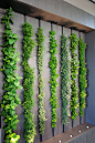 This living wall in a kitchen can be used as an indoor herb garden #LivingWall #HerbGarden #Kitchen