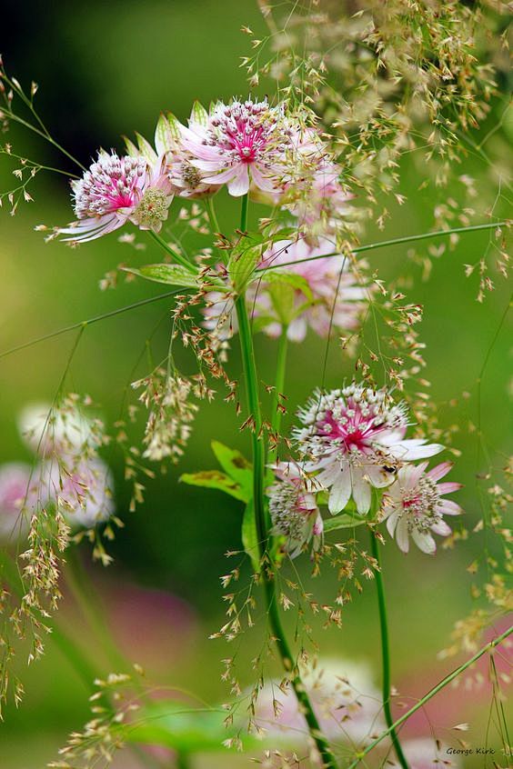 Beautiful flowers: 