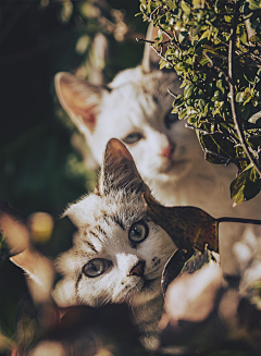 生活为何如此之艰辛采集到动物（Animals）